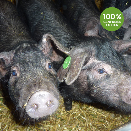 paartaler_landschweine_startseite